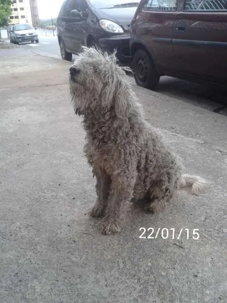 Cachorro ra a SRD idade 5 anos nome Pipoca