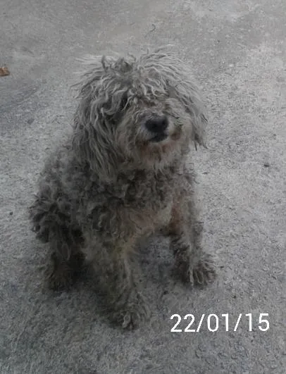 Cachorro ra a SRD idade 5 anos nome Pipoca