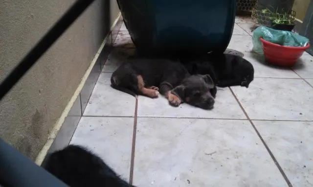 Cachorro ra a indefinida idade Abaixo de 2 meses nome sn