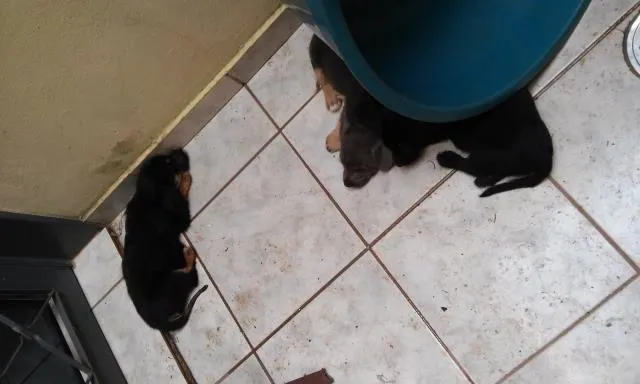 Cachorro ra a indefinida idade Abaixo de 2 meses nome sn