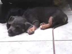 Cachorro raça indefinida idade Abaixo de 2 meses nome sn