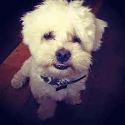 Cachorro raça MALTÊS idade 3 anos nome LORD