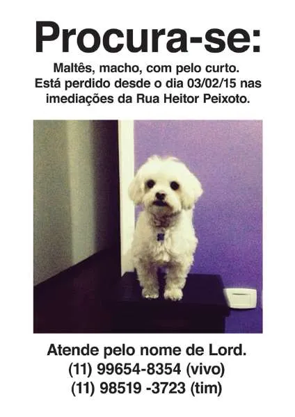 Cachorro ra a MALTÊS idade 3 anos nome LORD