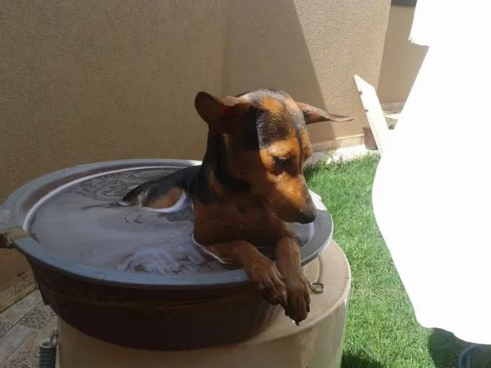 Cachorro ra a estadafoto idade 7 a 11 meses nome toko