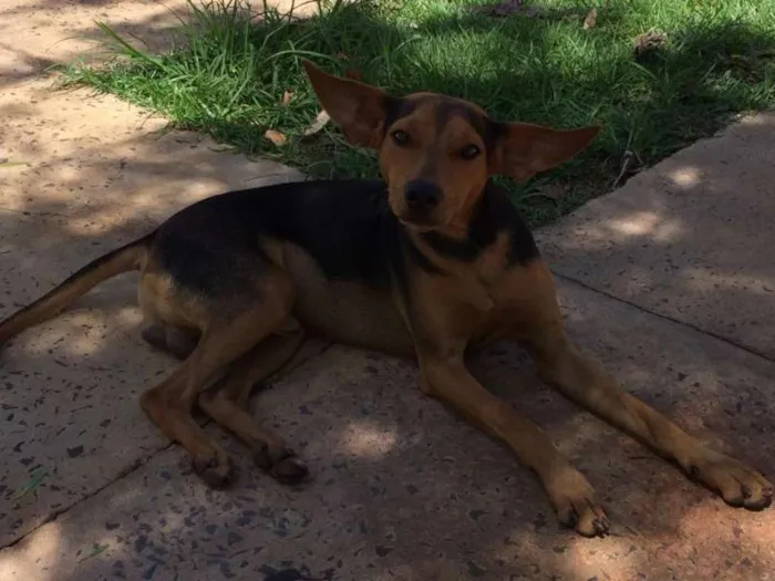 Cachorro ra a estadafoto idade 7 a 11 meses nome toko