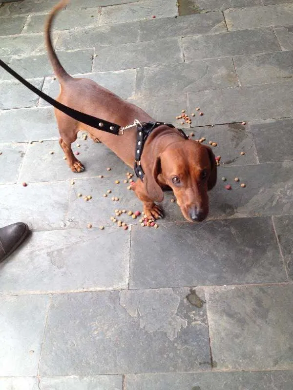 Cachorro ra a daschund  idade 3 anos nome ?