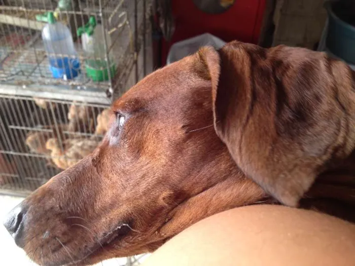 Cachorro ra a daschund  idade 3 anos nome ?