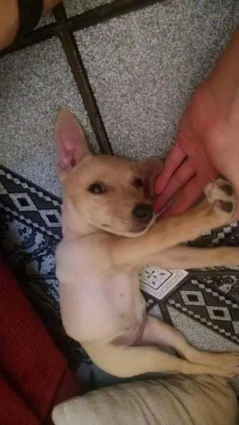 Cachorro ra a SRD idade 2 a 6 meses nome Barbie