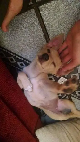 Cachorro ra a SRD idade 2 a 6 meses nome Barbie