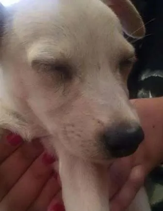 Cachorro ra a SRD idade 2 a 6 meses nome Barbie