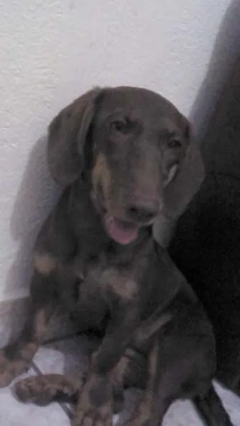 Cachorro ra a Basset-Cofap idade 7 a 11 meses nome Cacau