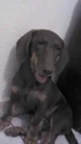 Cacau