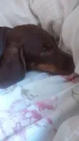 Cacau