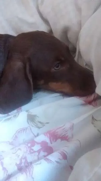Cachorro ra a Basset-Cofap idade 7 a 11 meses nome Cacau