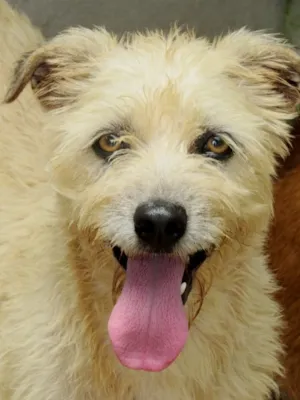 Cachorro raça  idade 3 anos nome YUCA