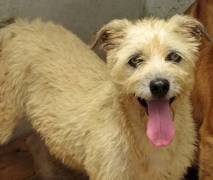 Cachorro ra a  idade 3 anos nome YUCA