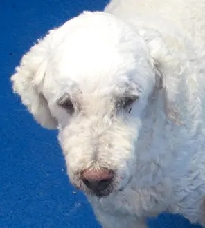 Cachorro raça Poodle idade 5 anos nome PUPY POODLE