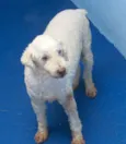 PUPY POODLE