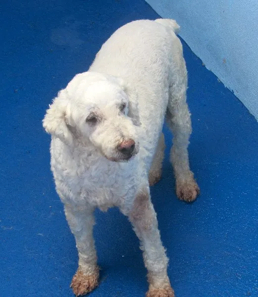 Cachorro ra a Poodle idade 5 anos nome PUPY POODLE