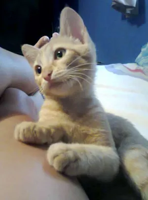 Gato raça Agora idade 1 ano nome Mel