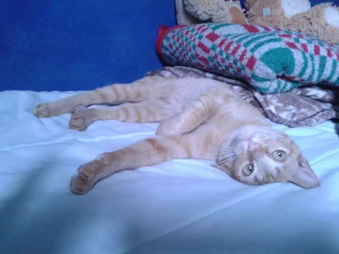 Gato raça Agora idade 1 ano nome Mel