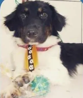 Cachorro raça border collie idade 7 a 11 meses nome Biscoito