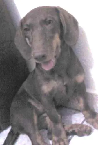 Cachorro ra a Basset-Cofap idade 7 a 11 meses nome Cacau