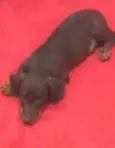 Cacau