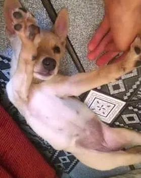 Cachorro ra a SRD idade 2 a 6 meses nome Barbie