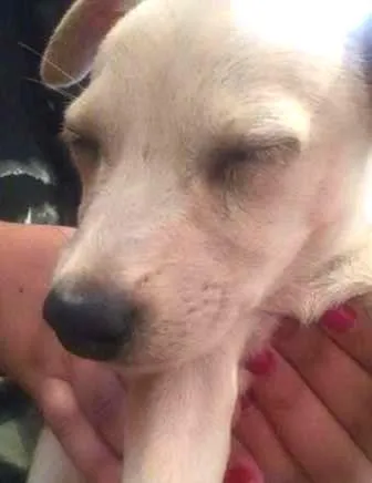 Cachorro ra a SRD idade 2 a 6 meses nome Barbie
