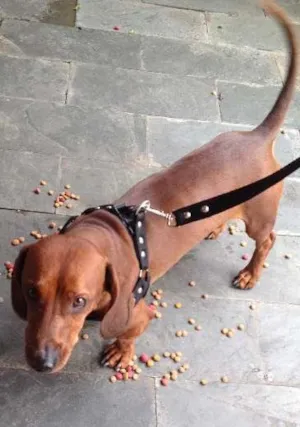 Cachorro raça daschund  idade 3 anos nome ?