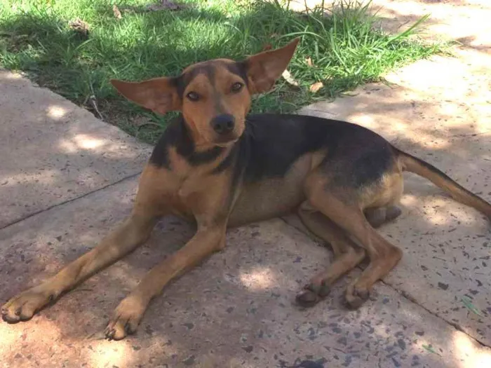 Cachorro ra a estadafoto idade 7 a 11 meses nome toko