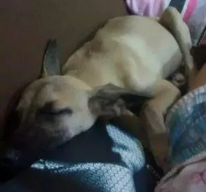 Cachorro raça vira lata idade 2 a 6 meses nome pipoca