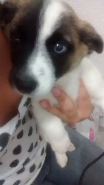 Cachorro ra a Sem raca idade  nome Bowie
