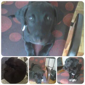 Cachorro raça não definido idade 2 a 6 meses nome Pretinha