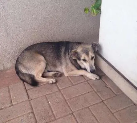 Cachorro ra a SRD idade 4 anos nome mentirinha