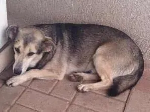 Cachorro ra a SRD idade 4 anos nome mentirinha