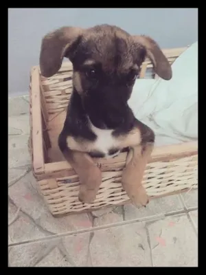 Cachorro raça SRD idade 2 a 6 meses nome Jully
