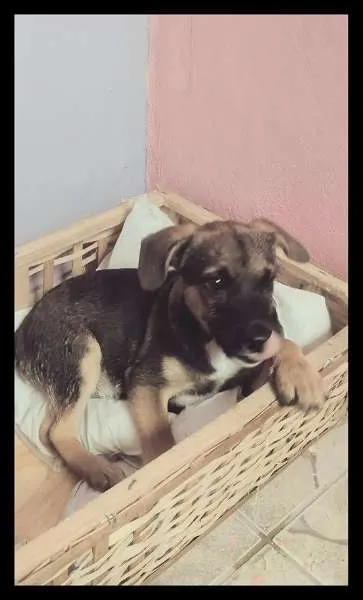 Cachorro ra a SRD idade 2 a 6 meses nome Jully