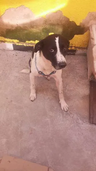Cachorro ra a indefinida idade 3 anos nome Tufão