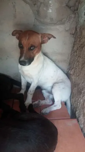Cachorro raça Indefinida idade 3 anos nome Romarinho