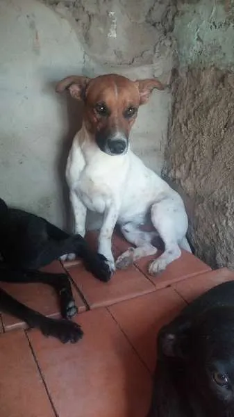 Cachorro ra a Indefinida idade 3 anos nome Romarinho