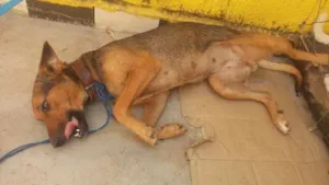 Cachorro raça Indefinida idade 3 anos nome Capitu