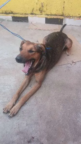 Cachorro ra a Indefinida idade 3 anos nome Capitu
