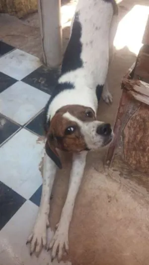 Cachorro raça Indefinida idade 1 ano nome Zoiuda