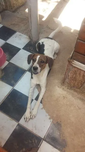 Cachorro ra a Indefinida idade 1 ano nome Zoiuda