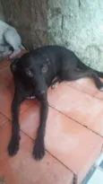 Mulata