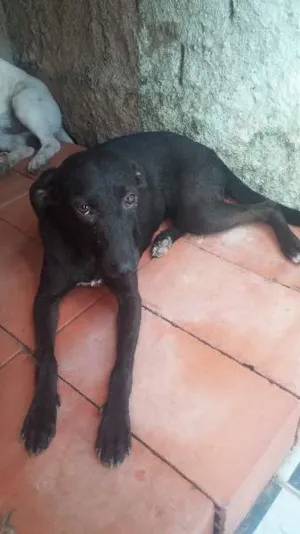 Cachorro raça Indefinida idade 1 ano nome Mulata