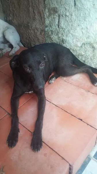 Cachorro ra a Indefinida idade 1 ano nome Mulata