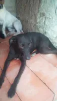 Mulata